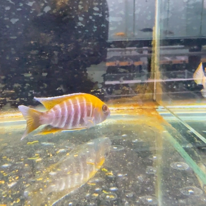 慈鲷1321金头蓝。