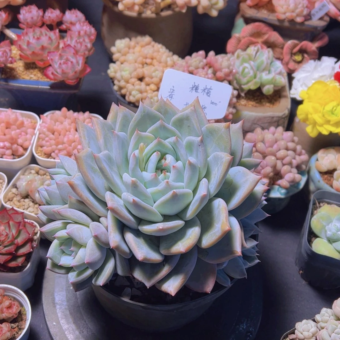 T****糖北极熊，多肉植物