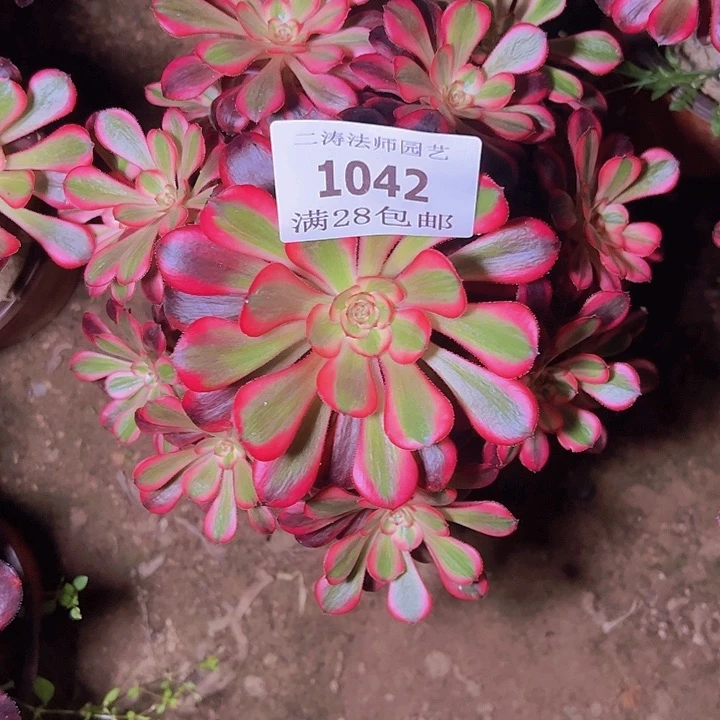 1042丽娜多肉植物老桩