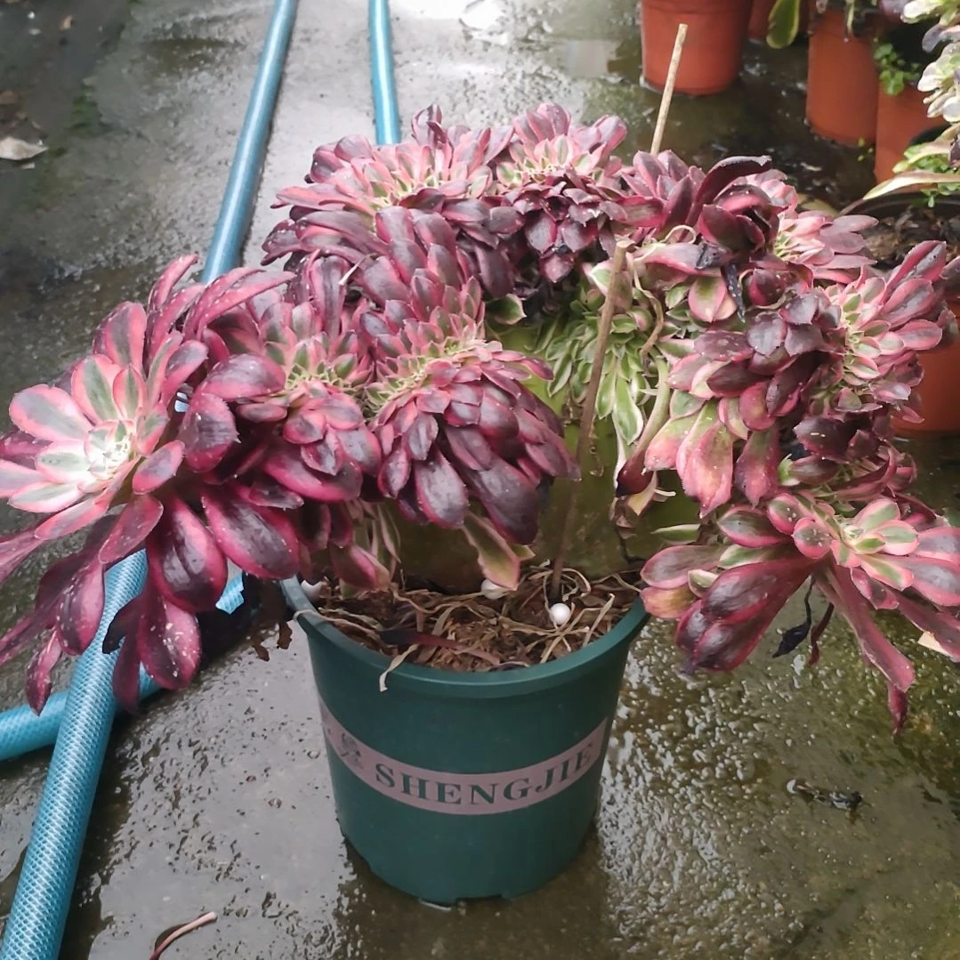 多肉法师锦香奈儿法师缀化