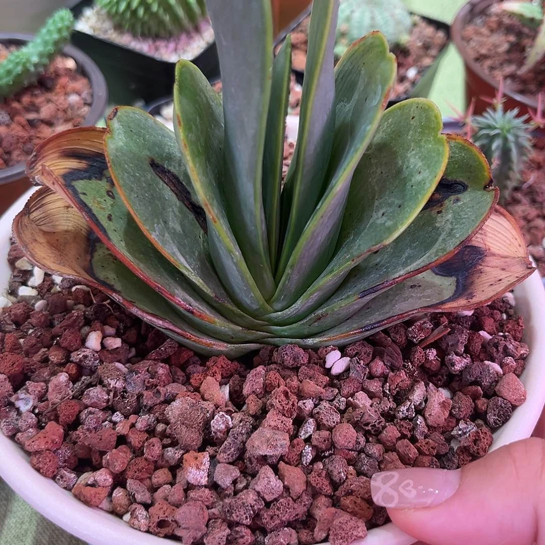 峭壁扇芦荟多肉植物