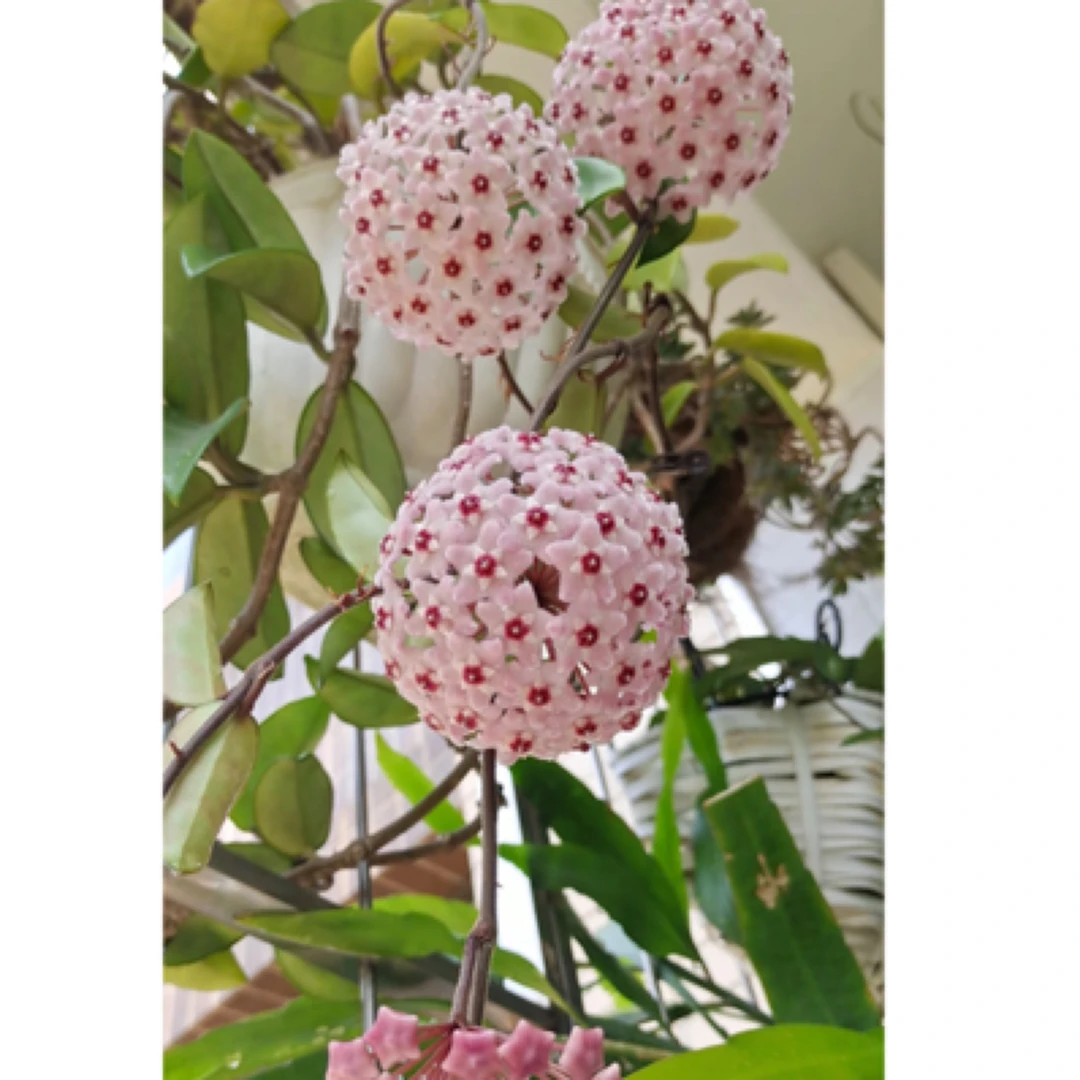 【绿叶粉花球兰】超勤花！爬藤香味四季开花盆栽