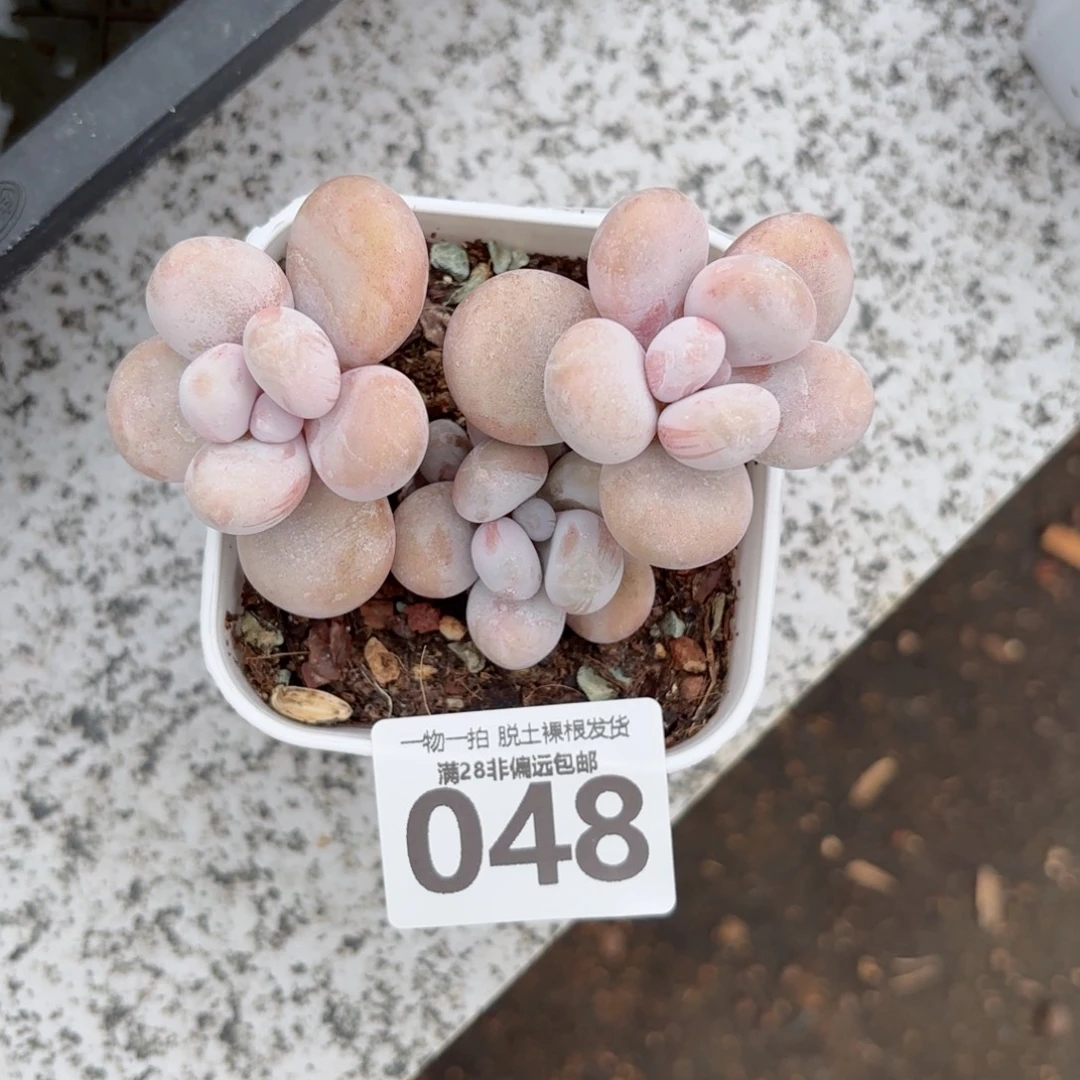 蛋黄奶老桩无盆土发货