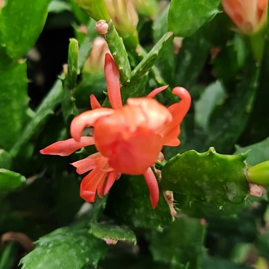 一拖二2组侧芽零度之上包邮橙色