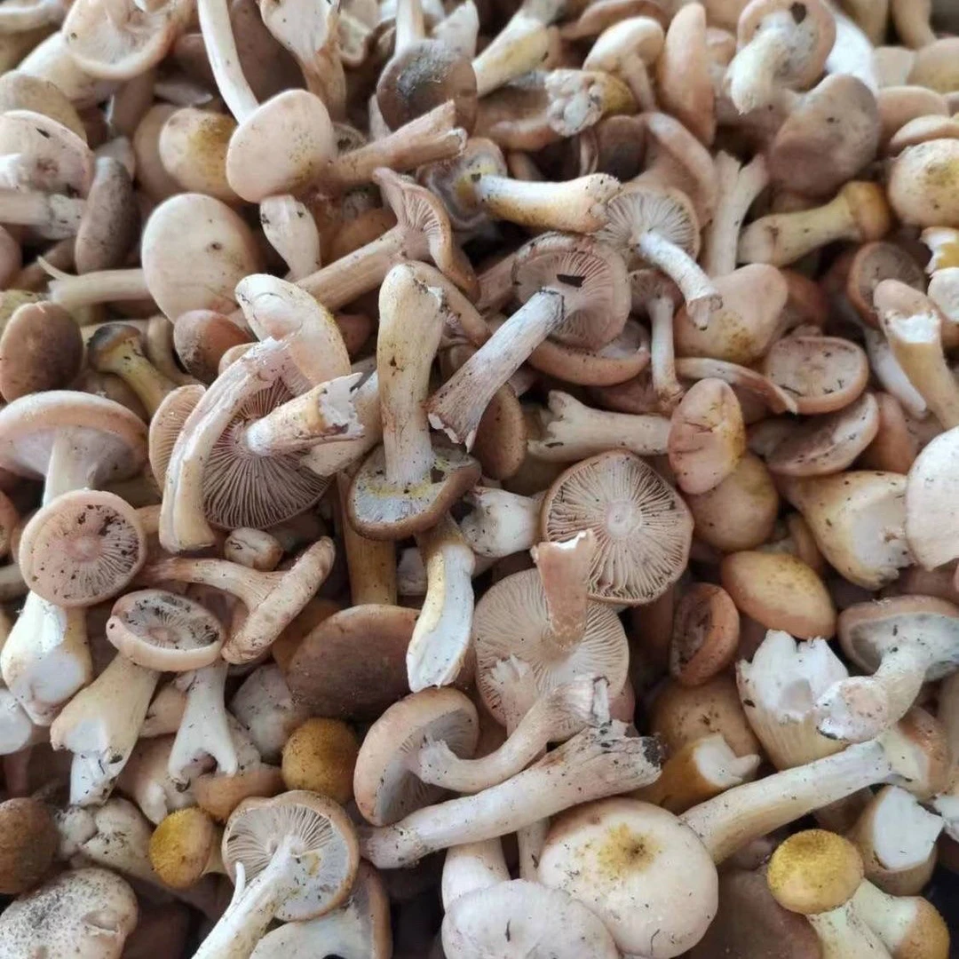 东北纯野生榛蘑水焯速冻（顺丰包邮）