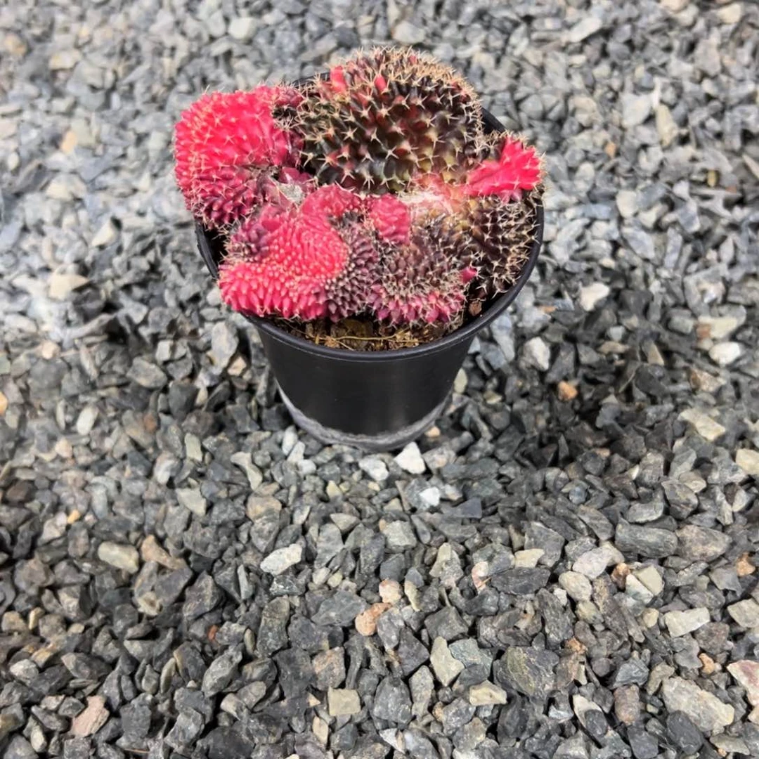 肋骨锦wwwwwwwwwww