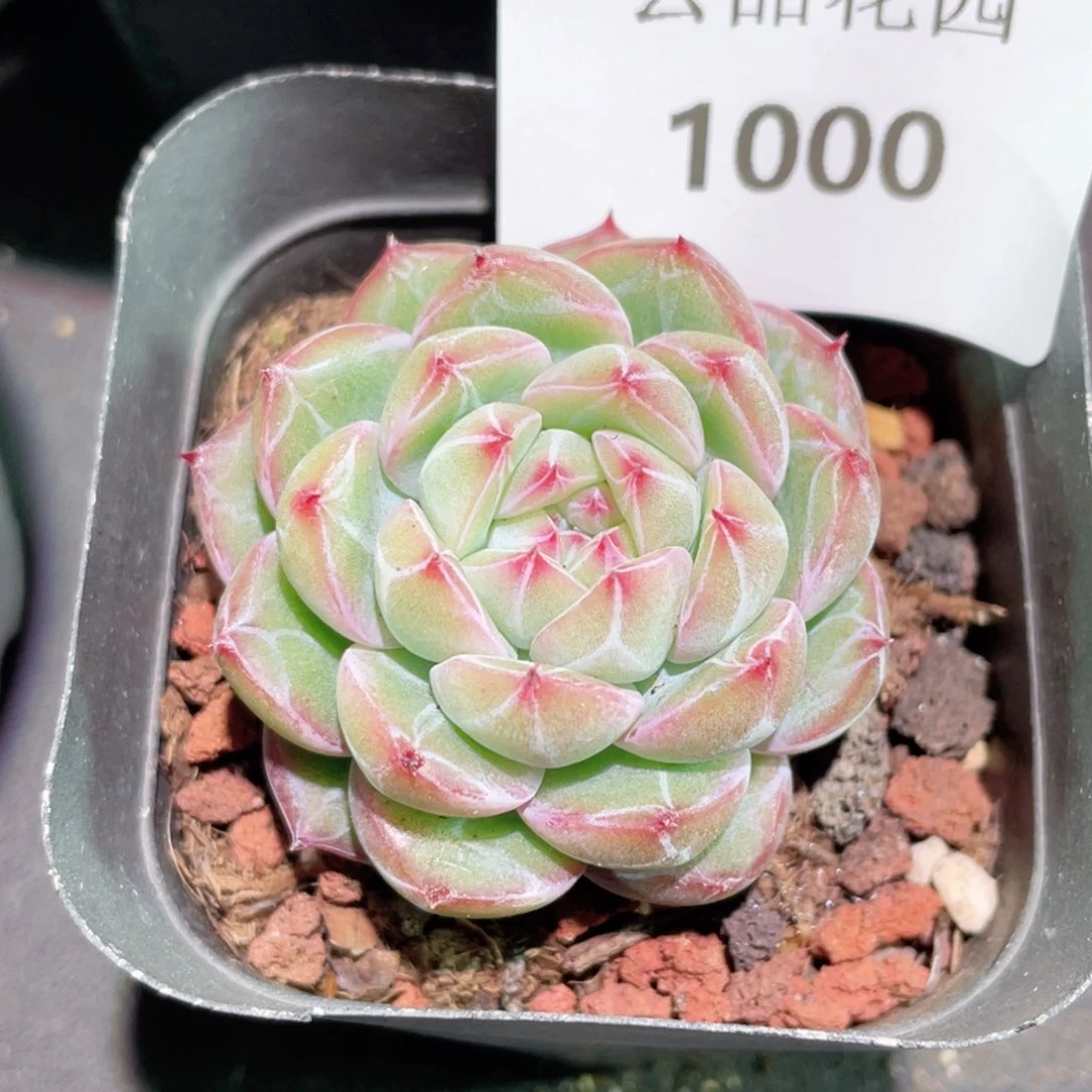 司*1000号糖心冰心珍妮