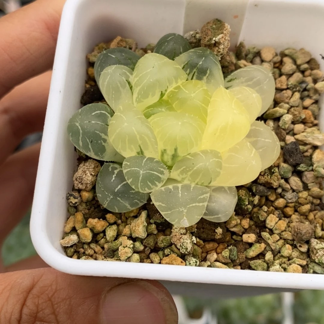 441号实生玉露锦带盆