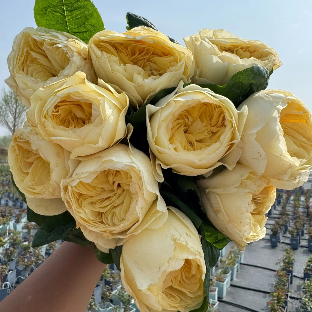 老磨盘【诺拉】月季