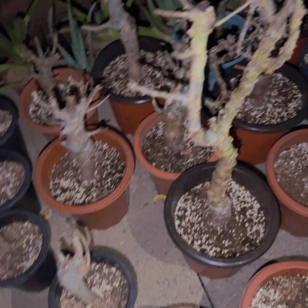 刘***力块根植物块根植物