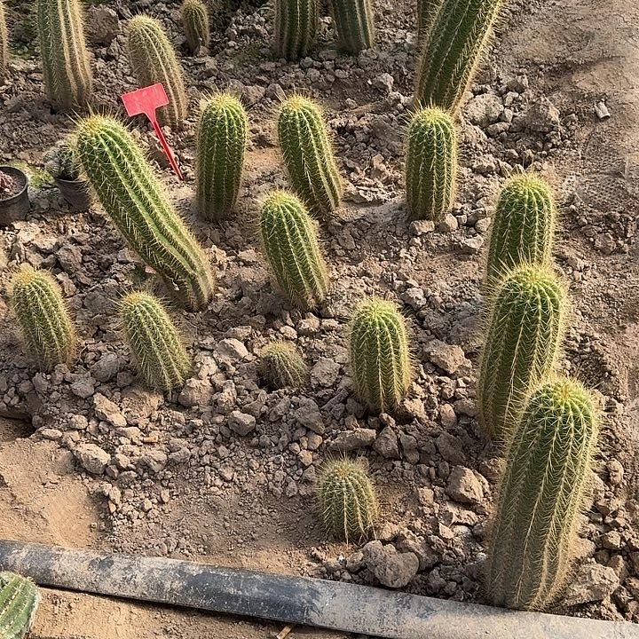 O***m毛花柱一个仙人球开花