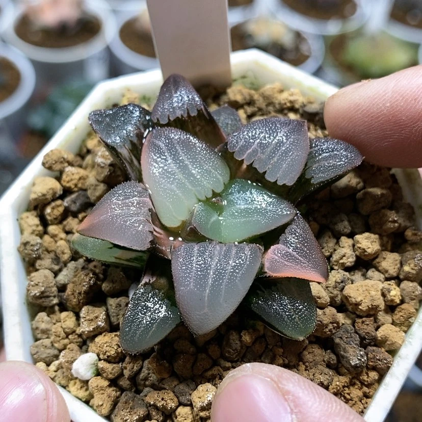 【闪购商品】196春春