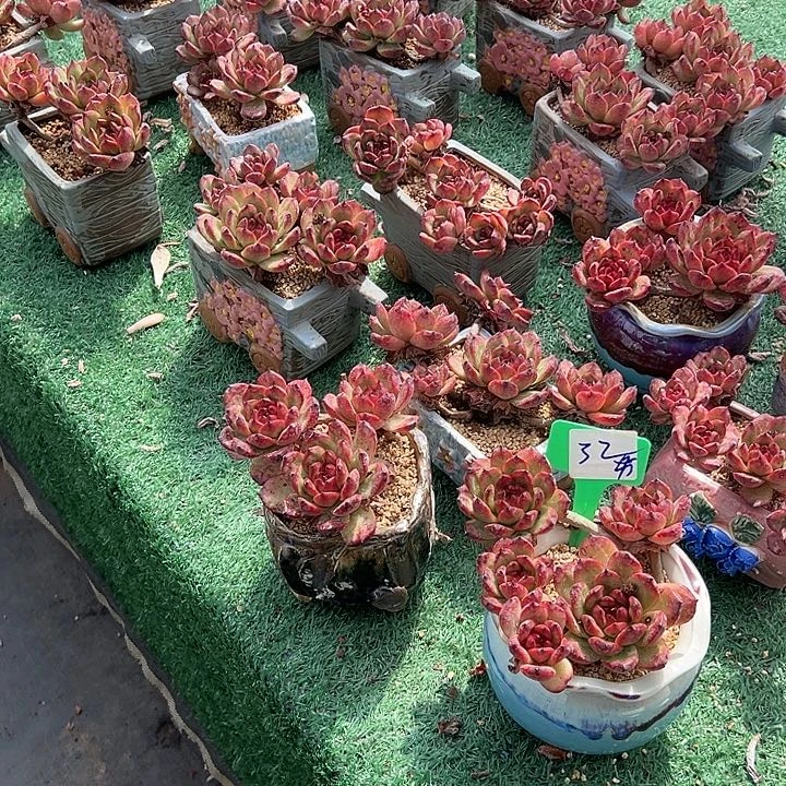 32tm带盆一个多肉植物