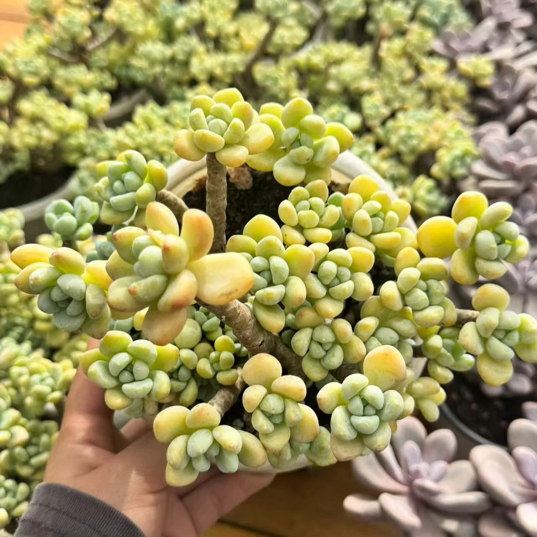 （劳尔120#） 小付多肉现场直播云南斗南多肉植物基地室内
