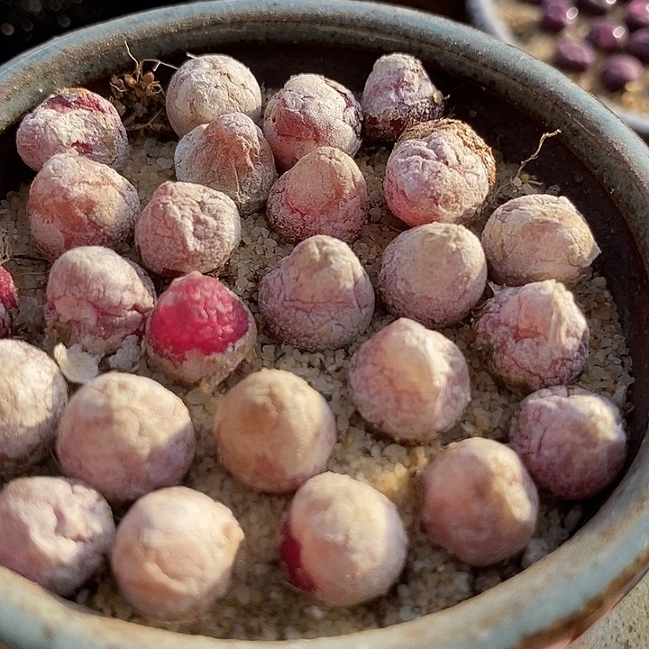 灯泡一颗   0.7厘米以上