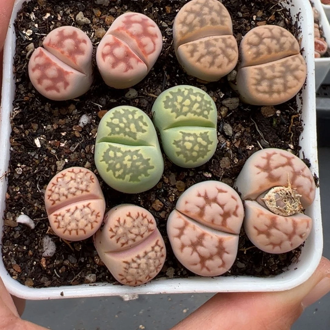 2.14好看的多肉454