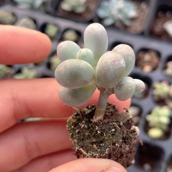 一物一拍满18包邮
