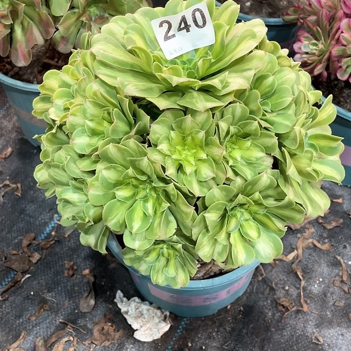 翡翠琉璃240  冠幅24