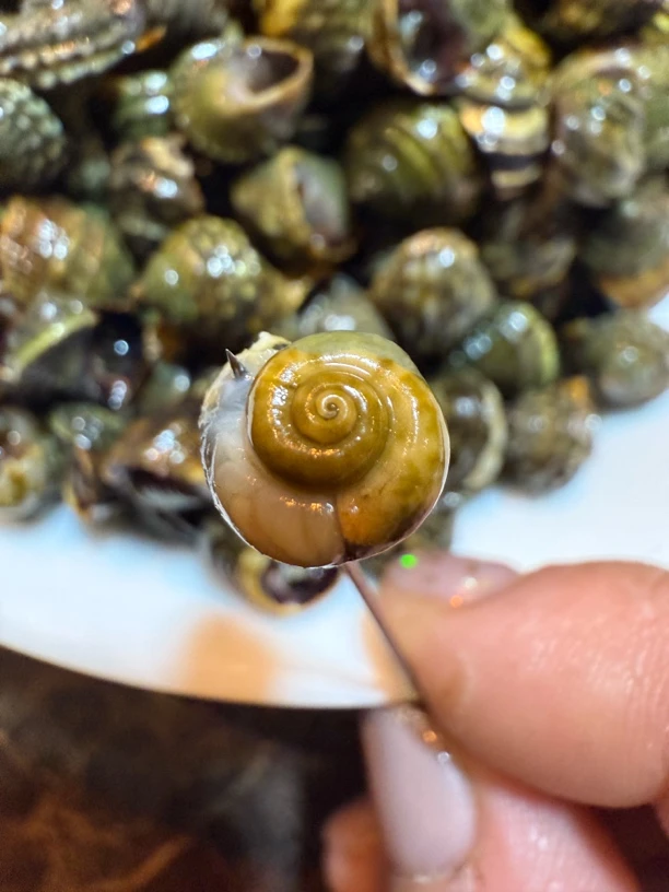 大连长海县广鹿岛香波螺学名晒不死（到家包活）