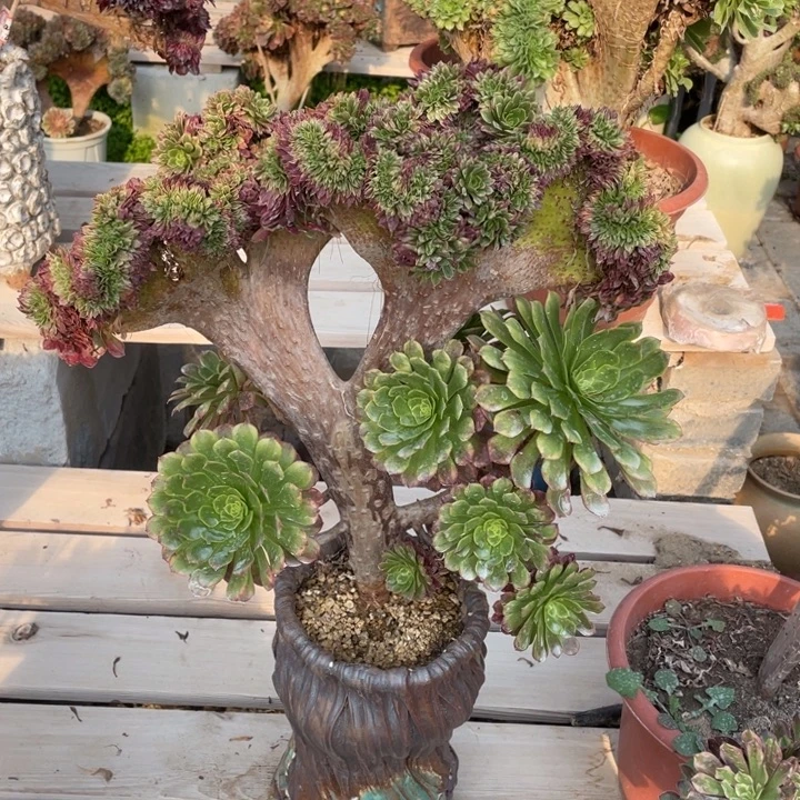 法师老桩缀化嘉年华