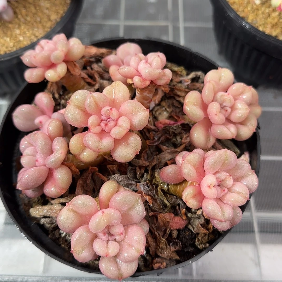 从前慢花园精选比尔盖茨