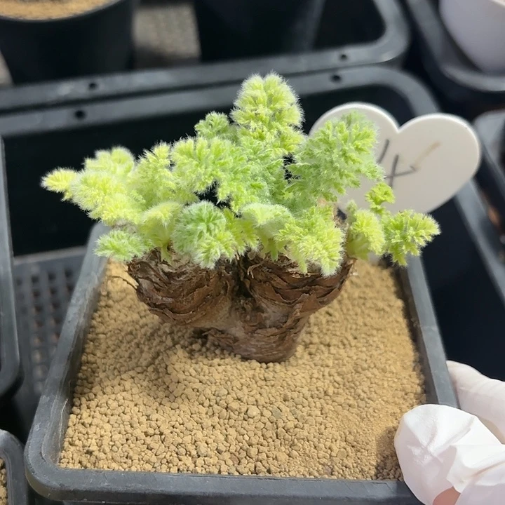 14号羽叶杨奎仙人球