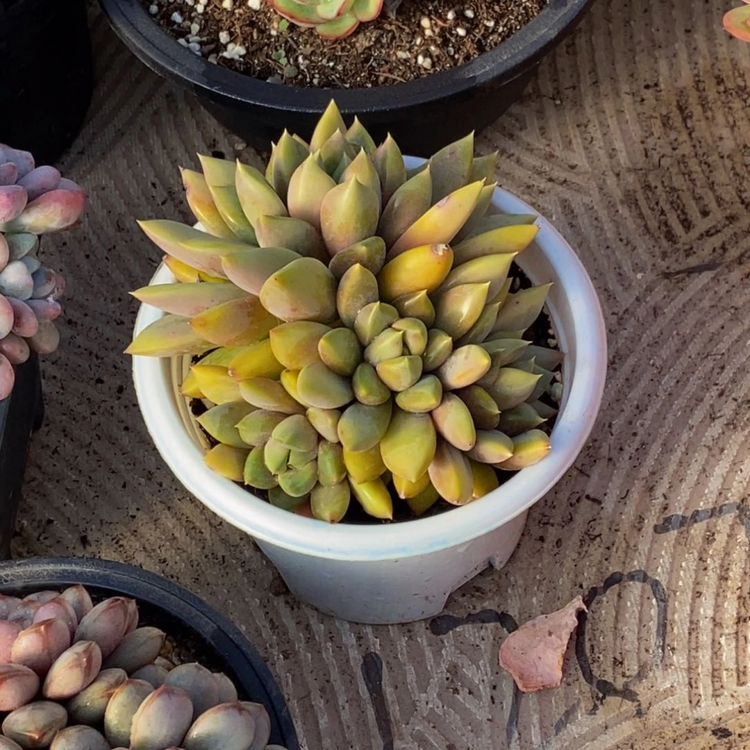 茉*48包邮一物一拍多肉