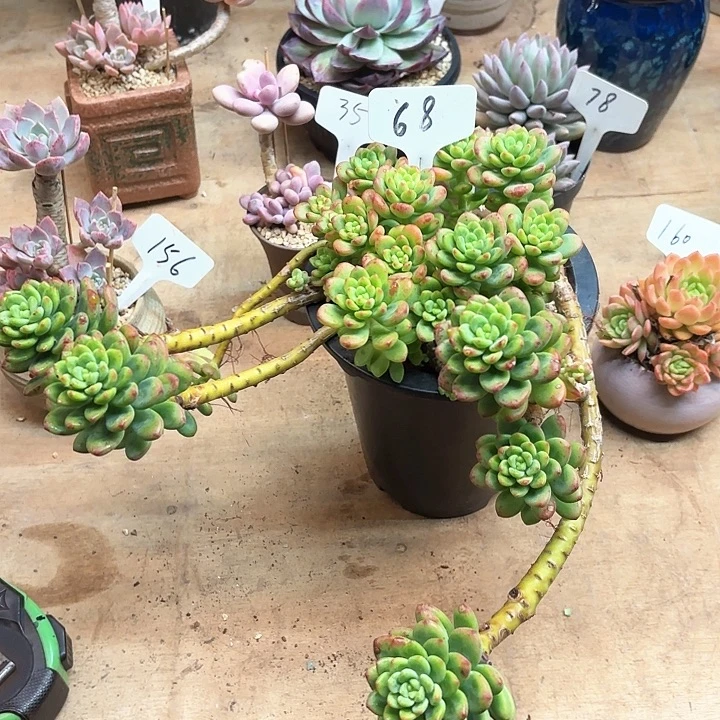多肉植物，香格里拉68号