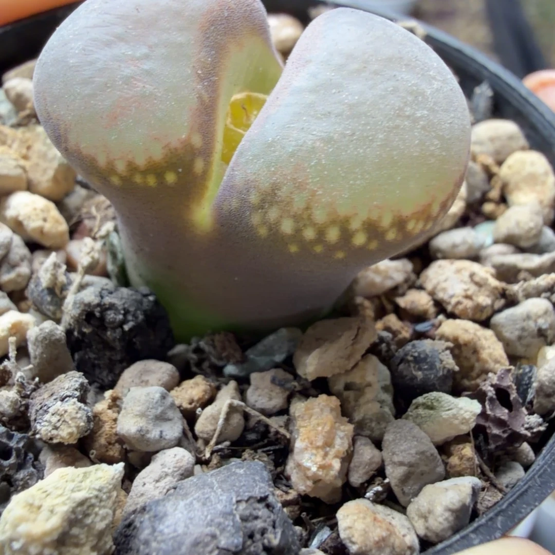 一颗好看风铃母本精品445号