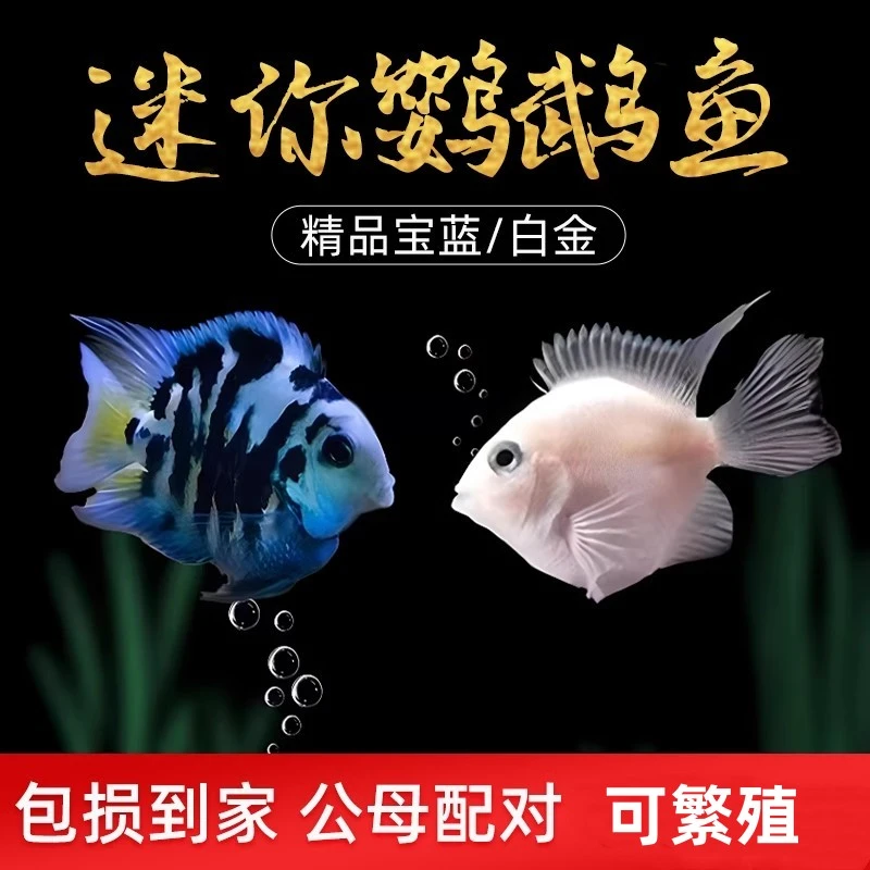 宝蓝迷你鹦鹉鱼观赏鱼易养易活小型热带鱼淡水鹦鹉鱼白金