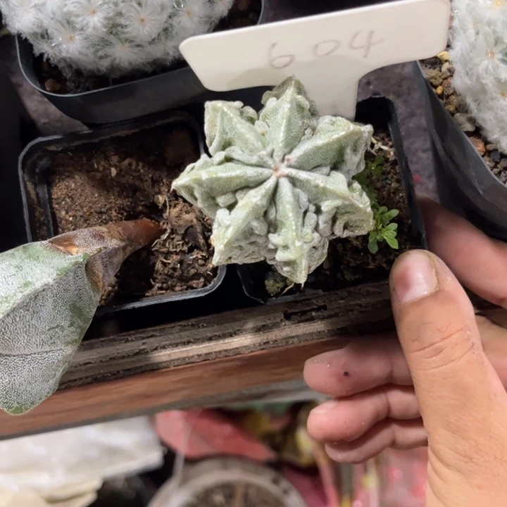 幽****604实生核桃好养皮实