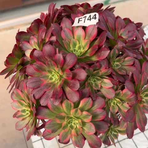 744安娜25厘米左右