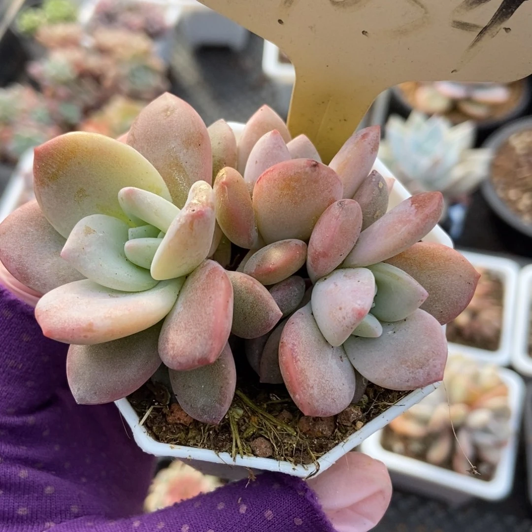 7054红茶多肉植物保护