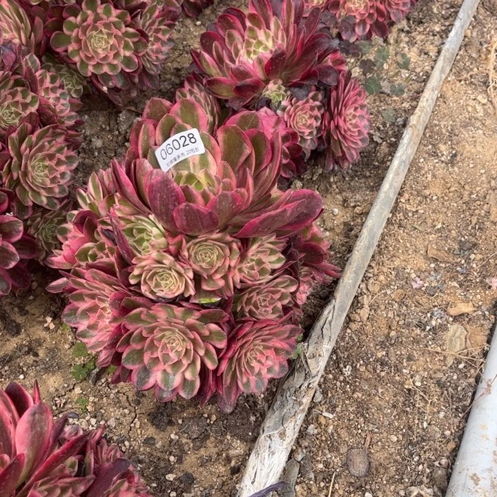 06028云荷多肉植物