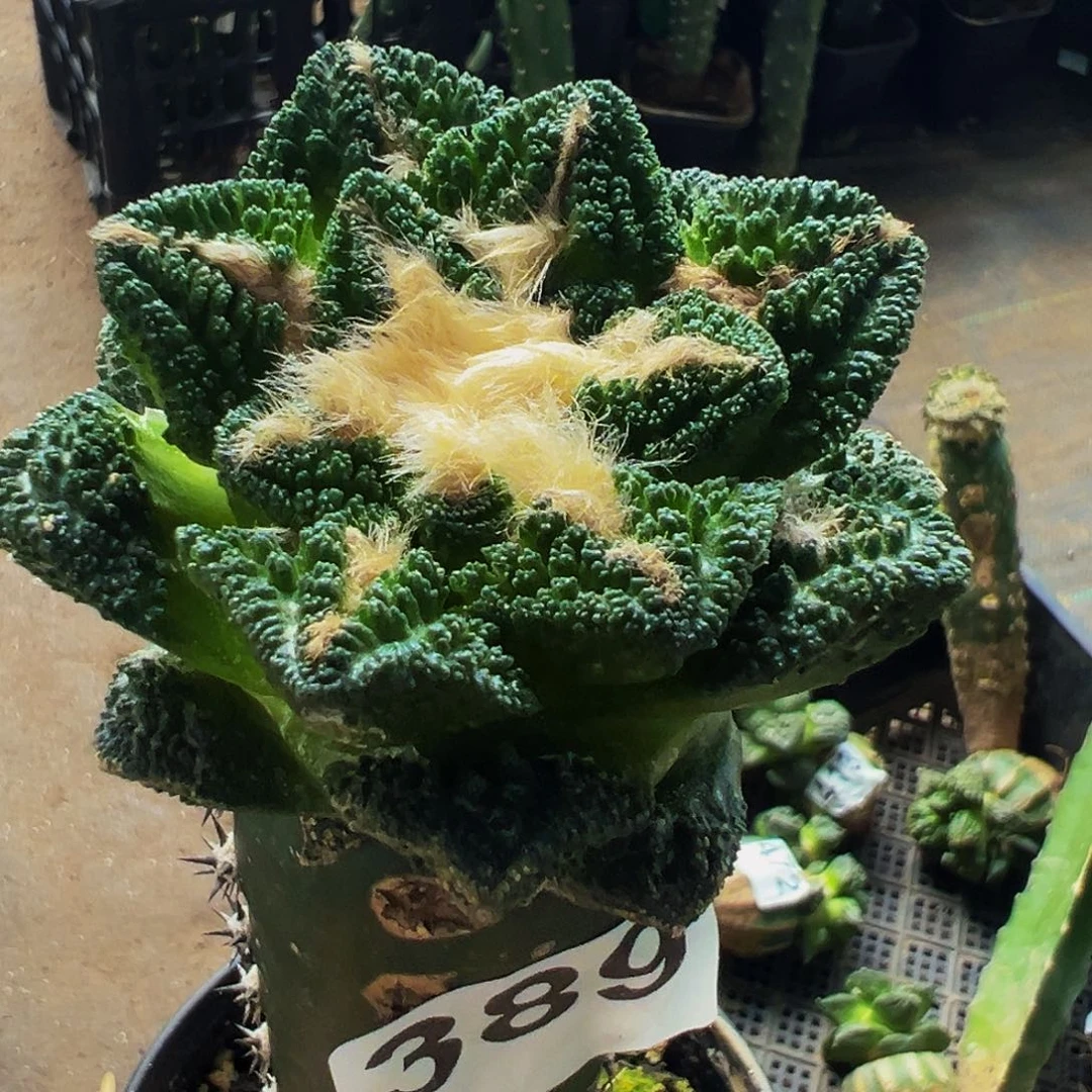 无花朵福利颗粒辛顿牡丹389