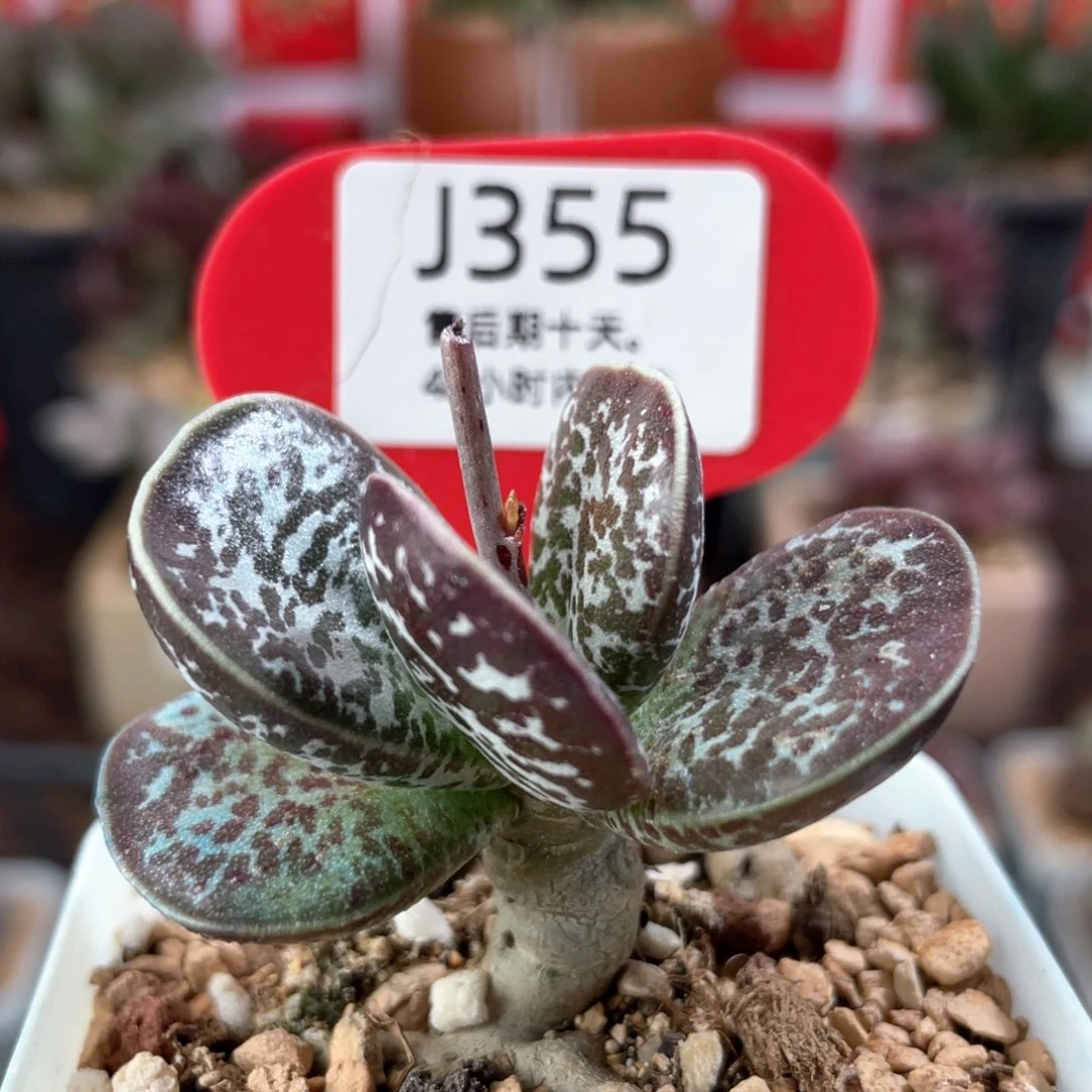 蝴蝶。    355。