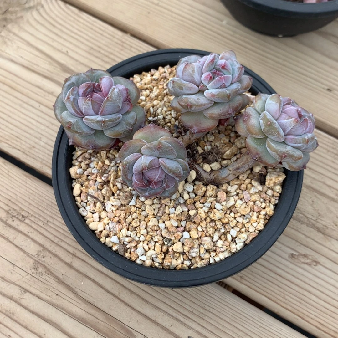 盆***盆突尼斯发货多肉