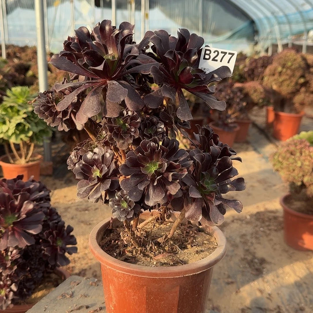 277欧紫一颗满28包邮