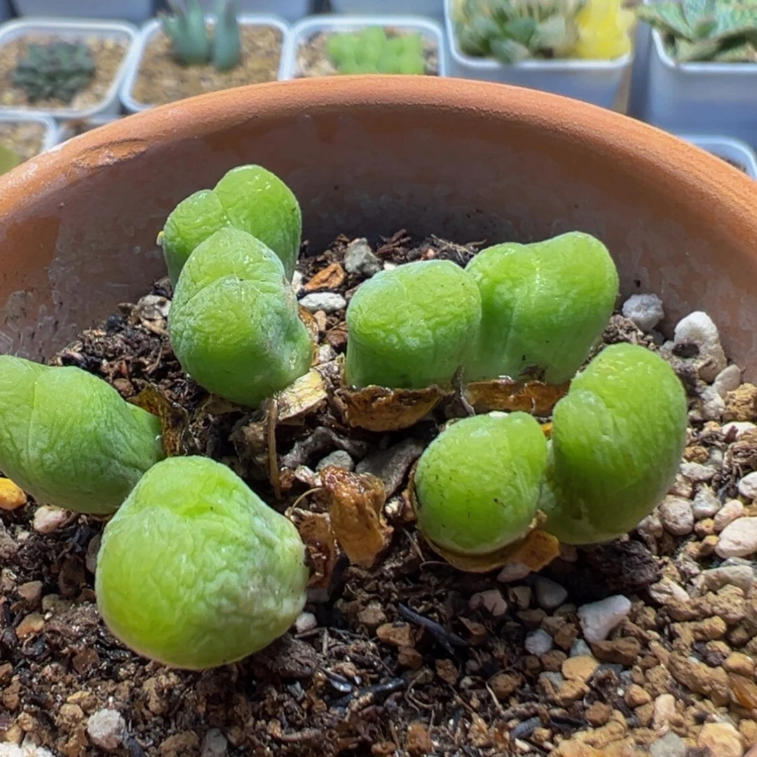 54多肉植物百科植物