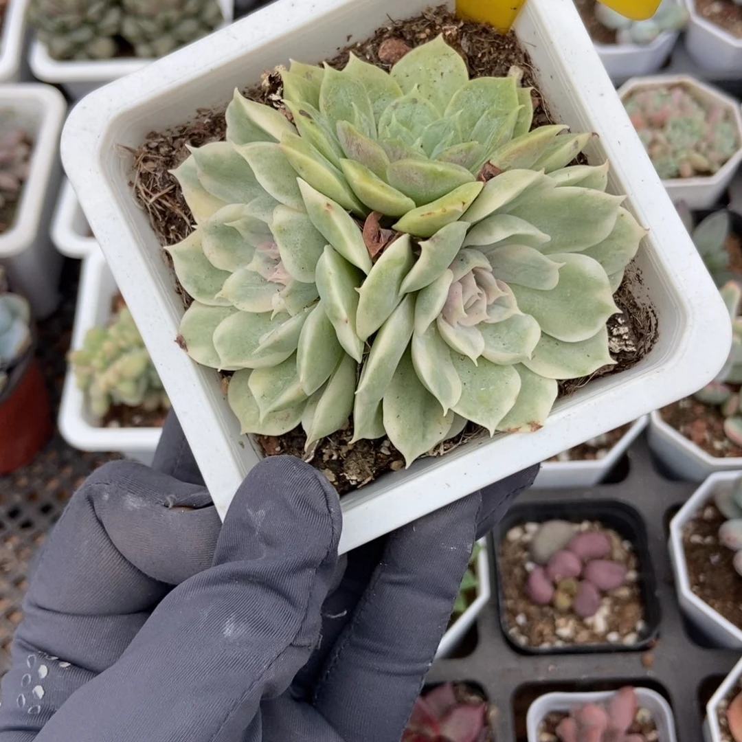 639盎司诺锦多肉植物多肉