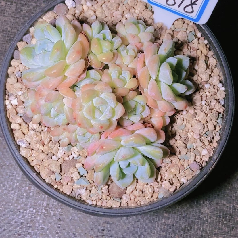 【闪购商品】1****60818