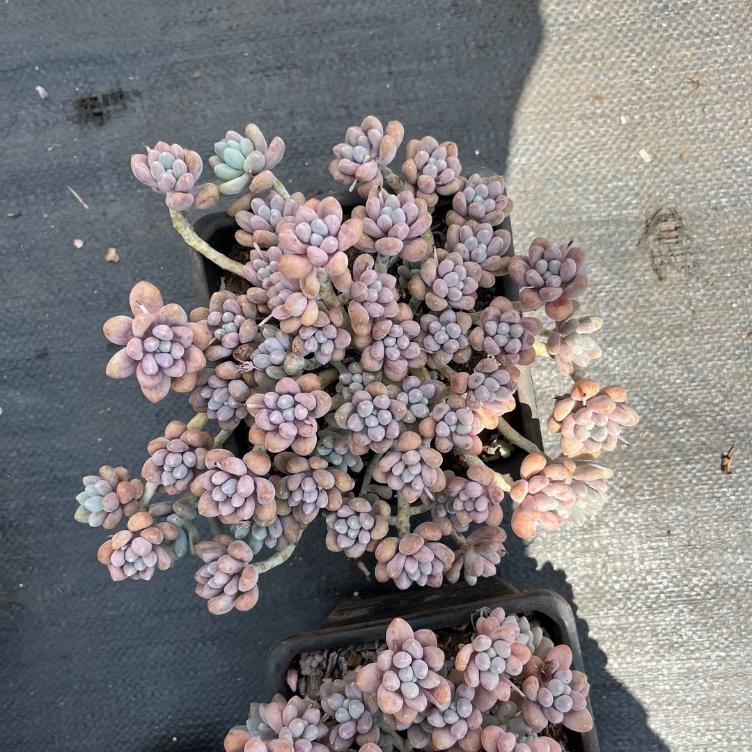 精品多肉 星黛露 好养皮实