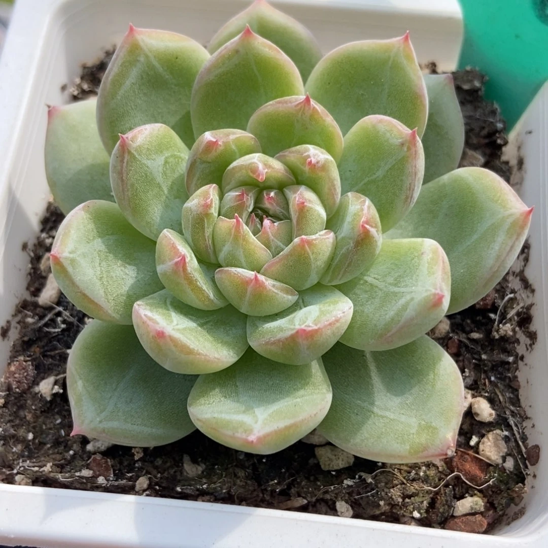 1885雪花珍妮多肉植物