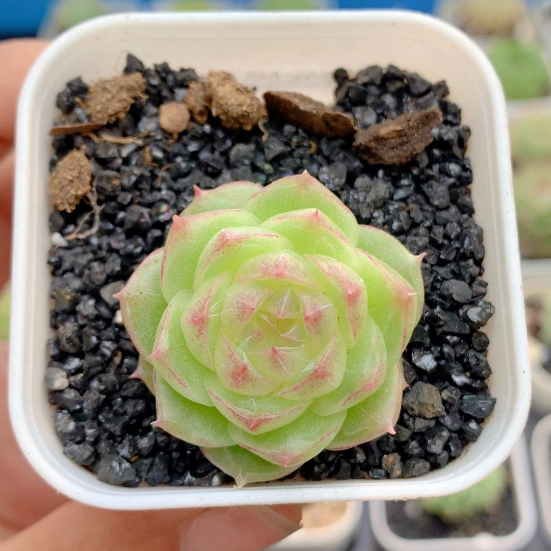 58包邮 群生不包整40