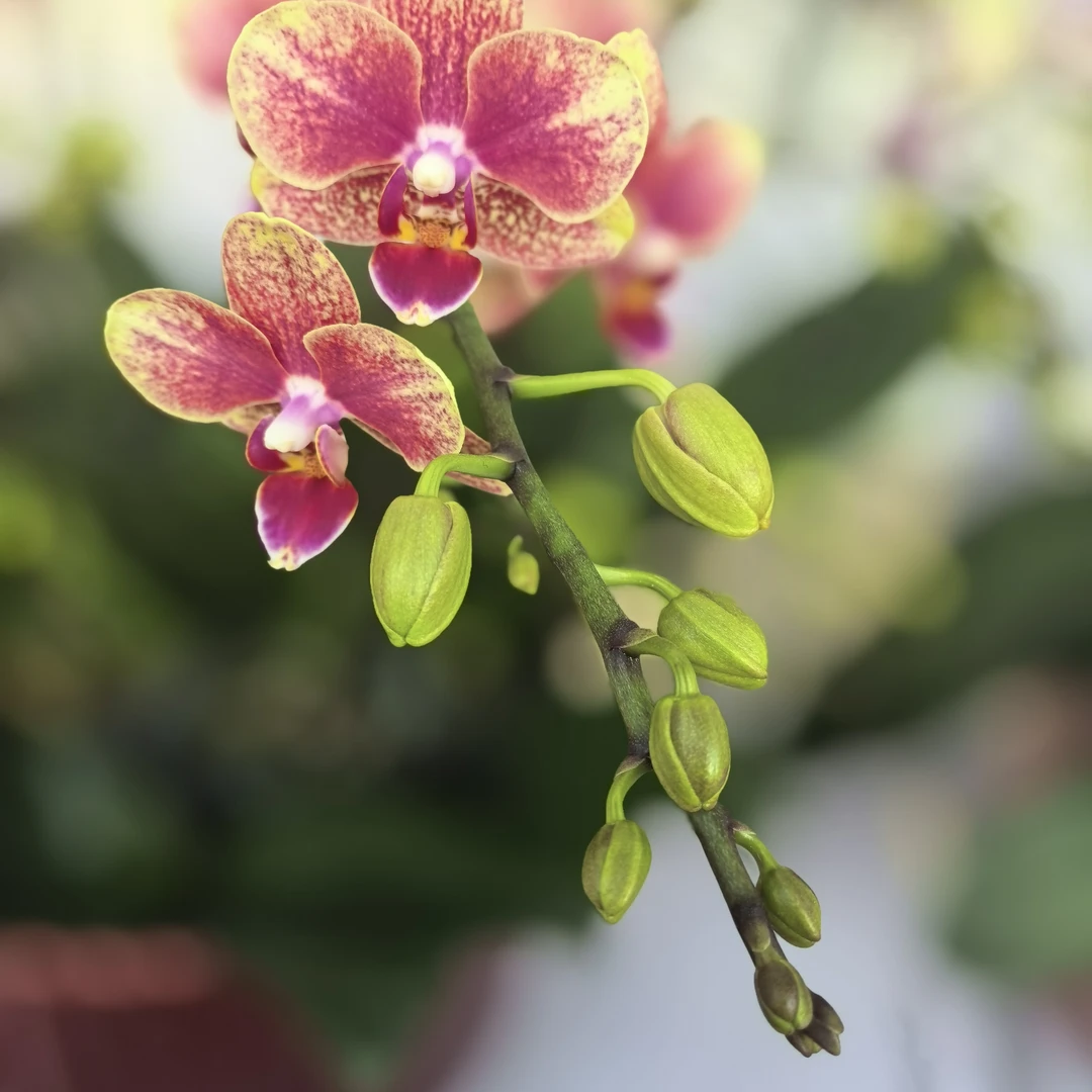 蝴蝶兰（金蝶）橘色 3到5朵花，带花苞，双花剑