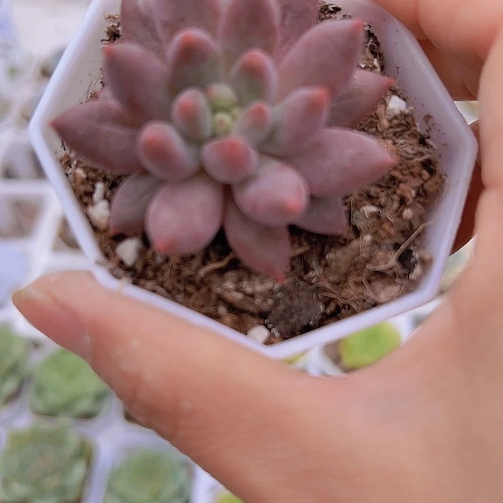 水晶球19包邮多肉植物