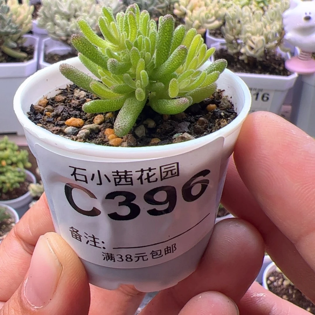 ༀ****折后-多肉植物枝干无名