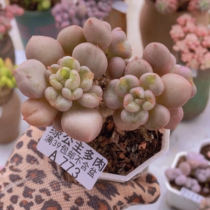 比尔盖茨8cm773多肉植物