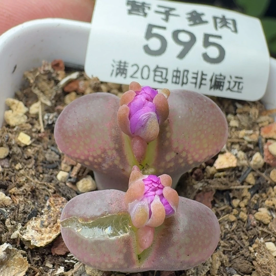 带盆土。           有瑕疵。