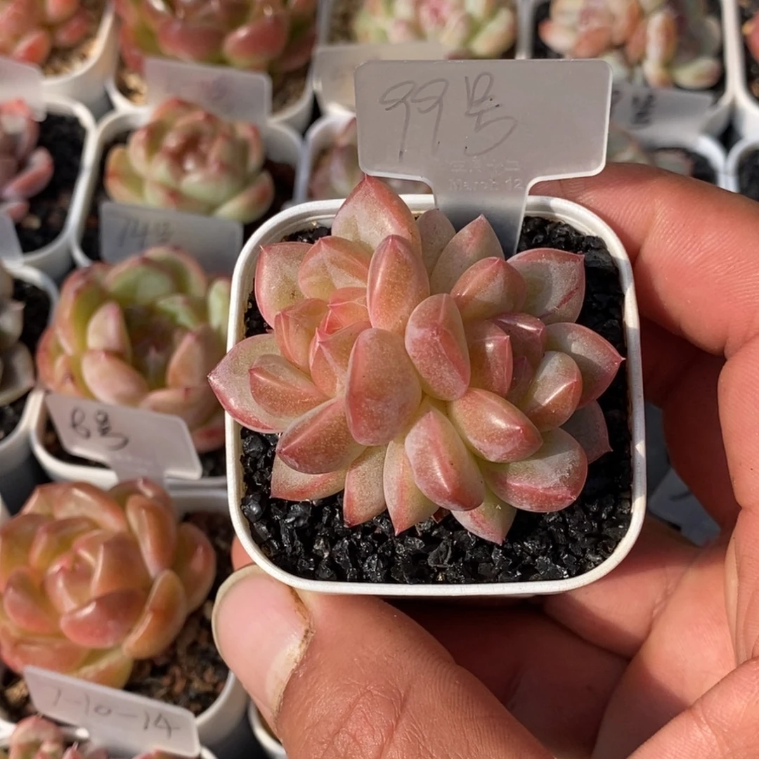 天官赐福百无禁忌